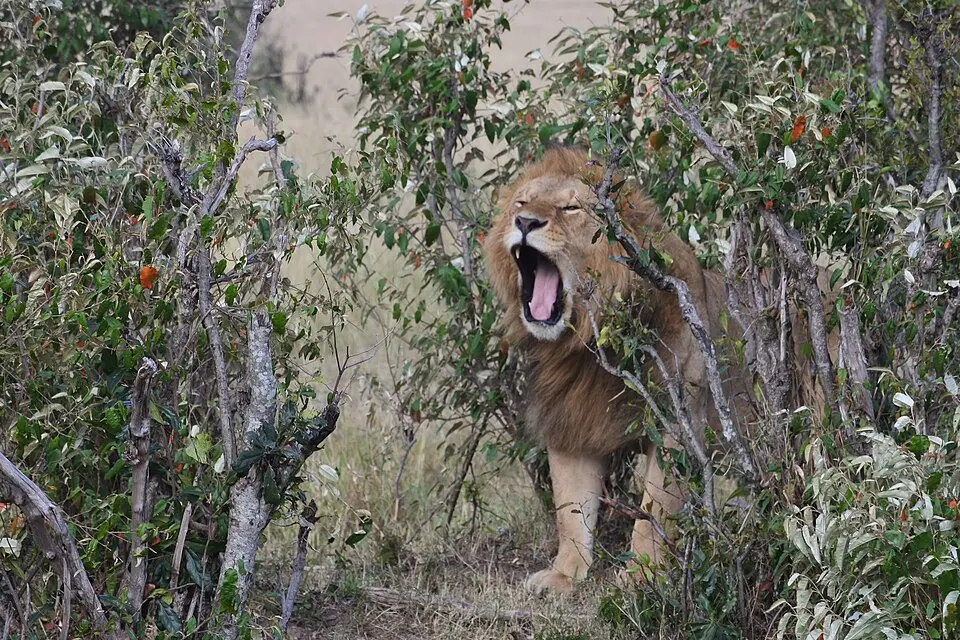 Parc Nacional de Nairobi