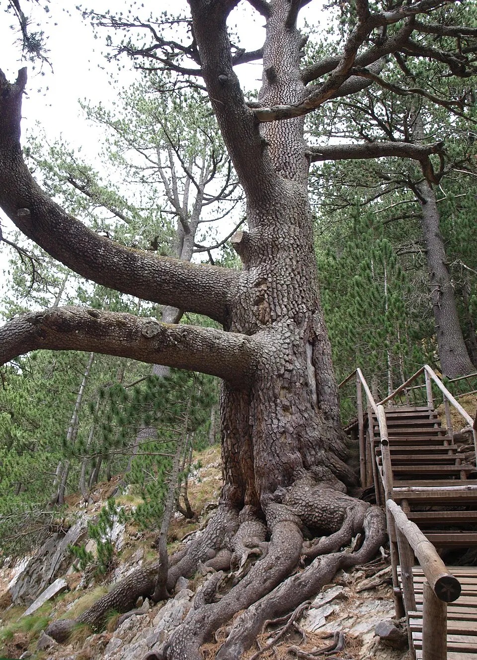 Baikushev's pine