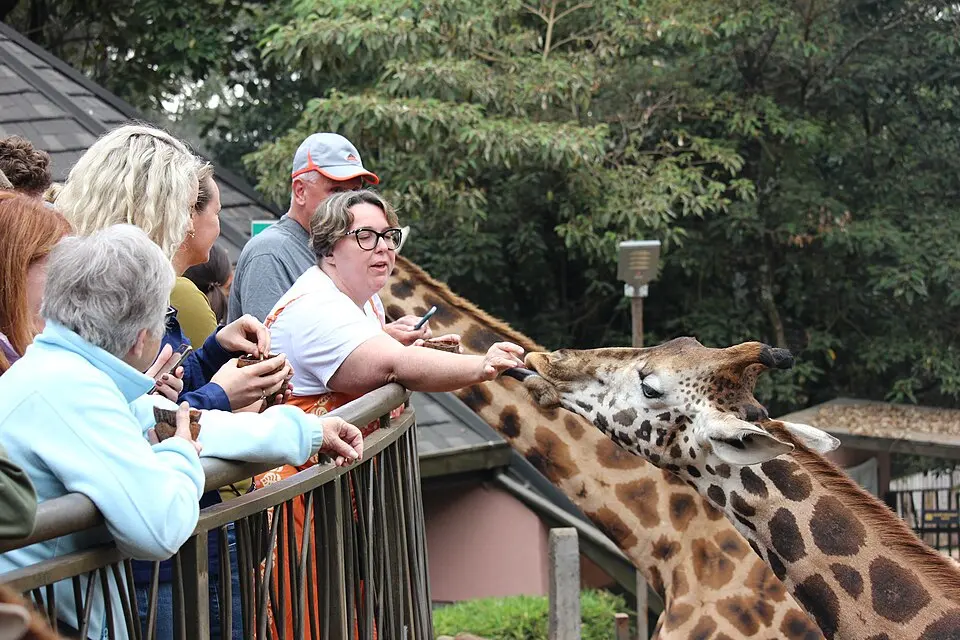 Giraffe Centre