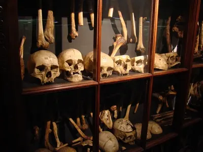 Museum Vrolik